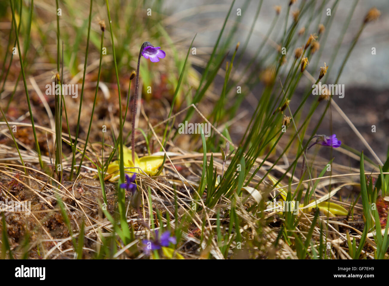Common butterwort wildflower growing in Glen Etive Scotland Stock Photo