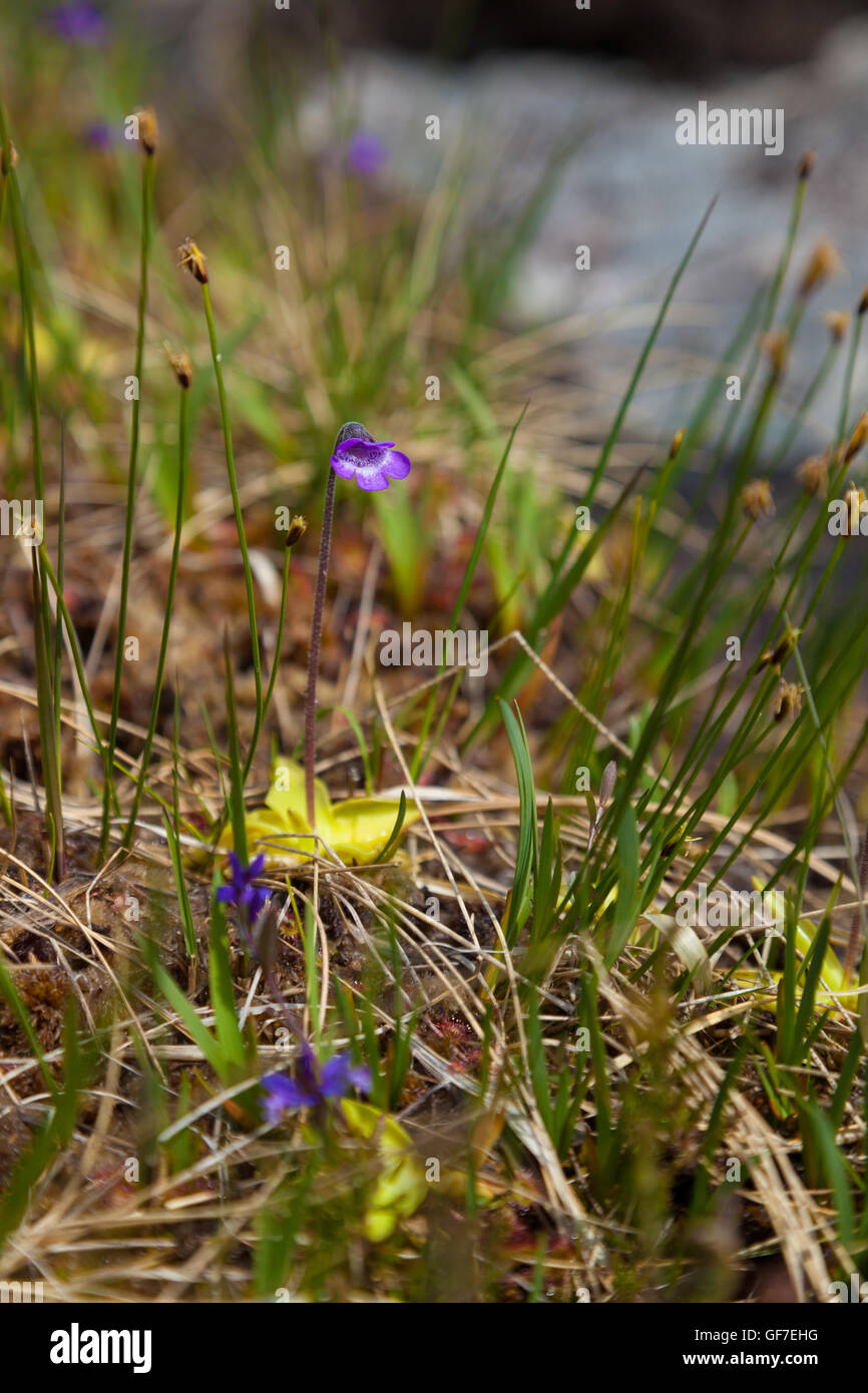 Common butterwort wildflower growing in Glen Etive Scotland. Stock Photo