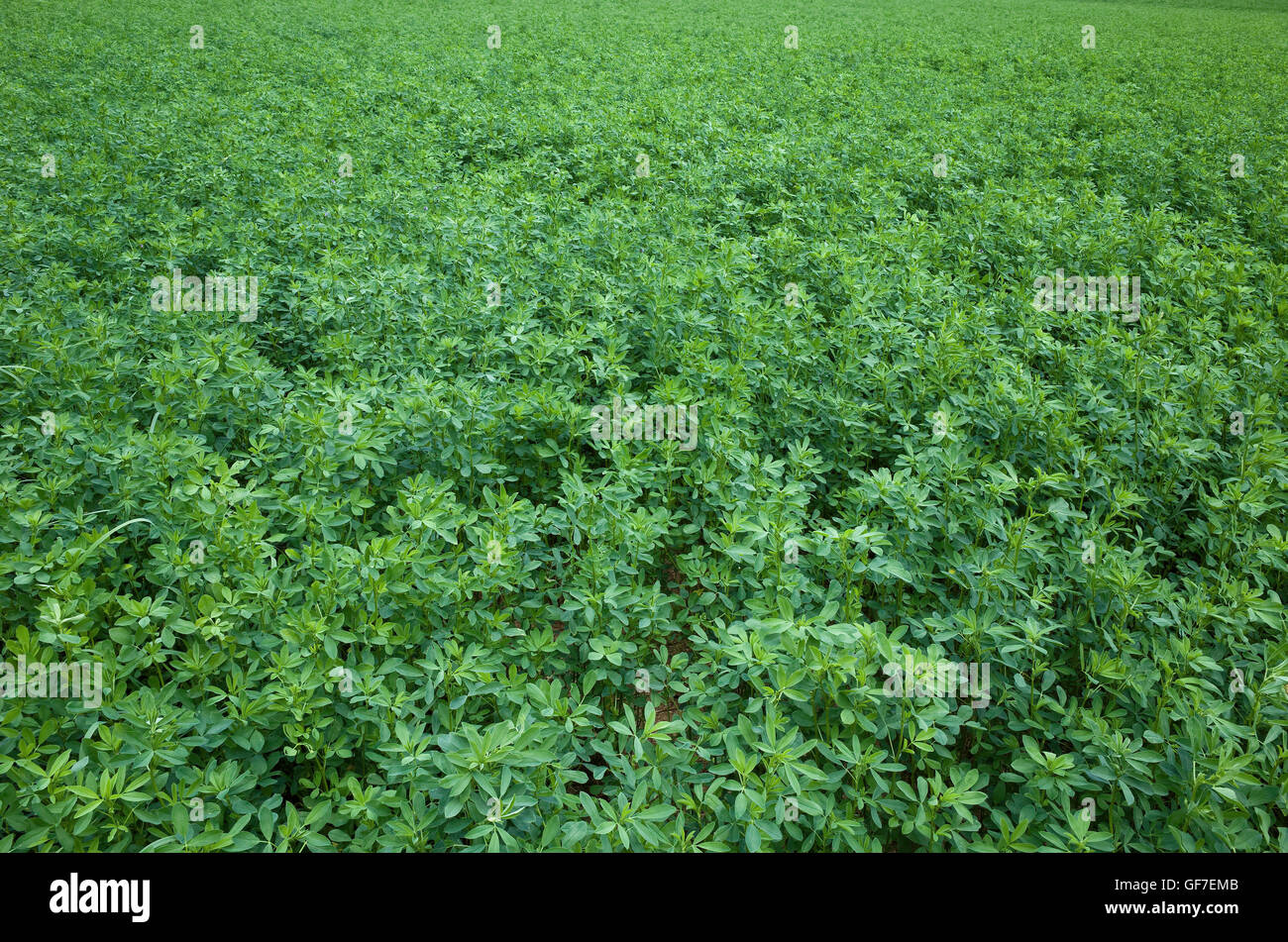 Field of alfalfa plants. Alfalfa, Medicago sativa, also called lucerne