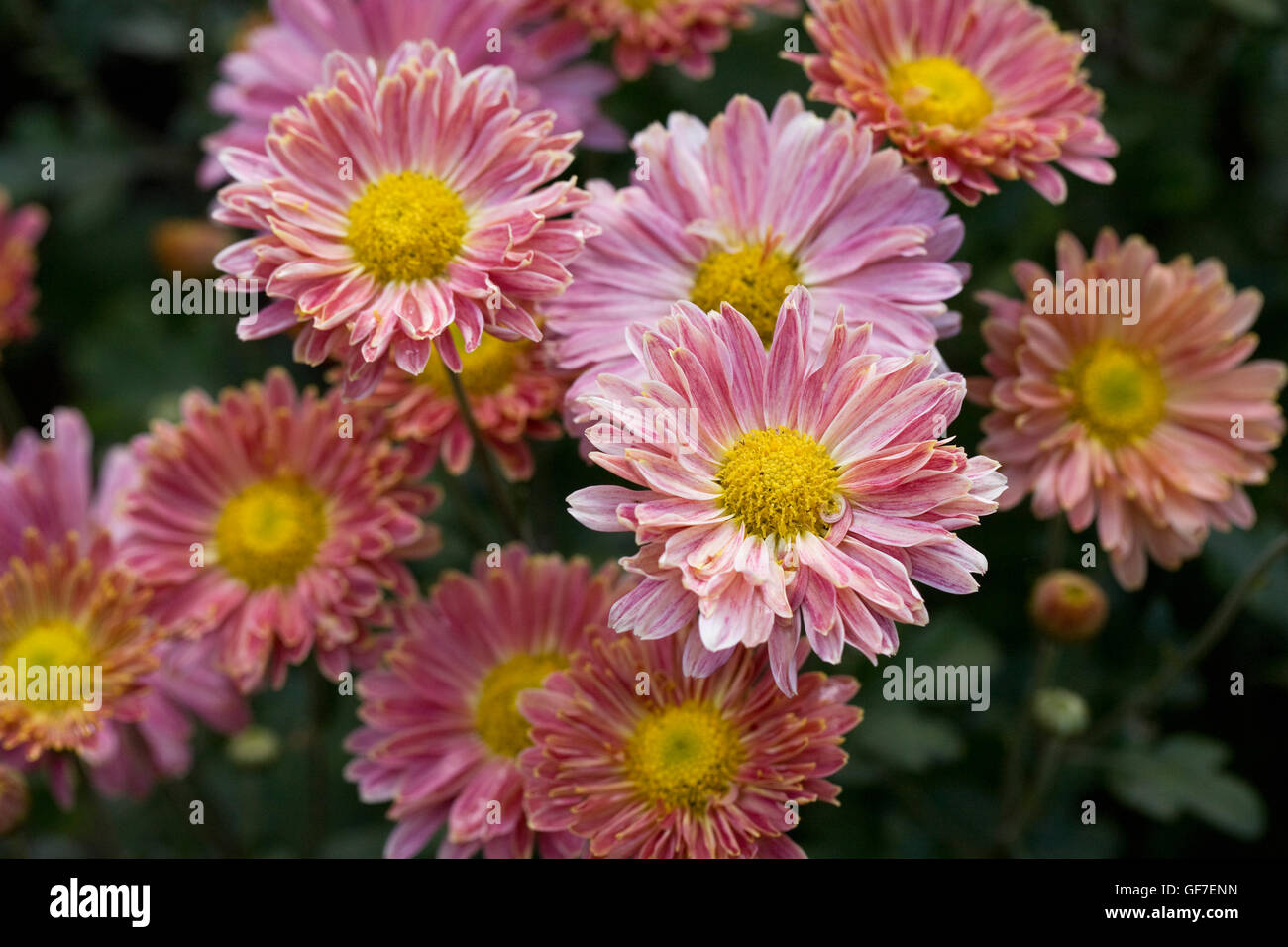 Chrysanthemum 'Aline' flowers. Stock Photo