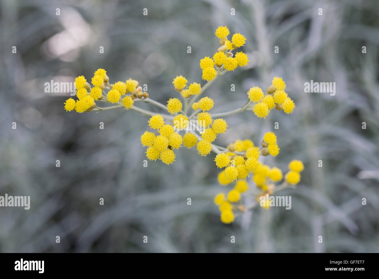 Helichrysum italicum flowers. Stock Photo