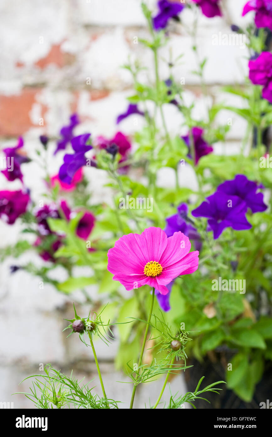 Cosmos flower in front of Petunias in a hanging basket. Stock Photo