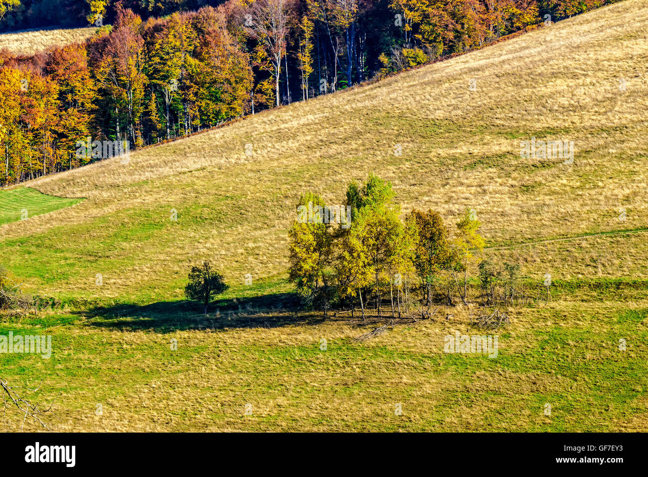 autumn yellow trees on hillside on background of mountain with coniferous forest at sunrise Stock Photo