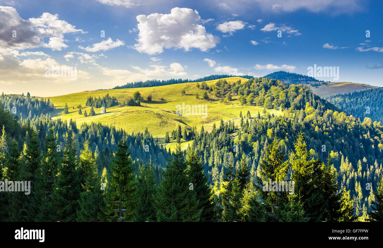 Edge forest coniferous forest hi-res stock photography and images - Alamy