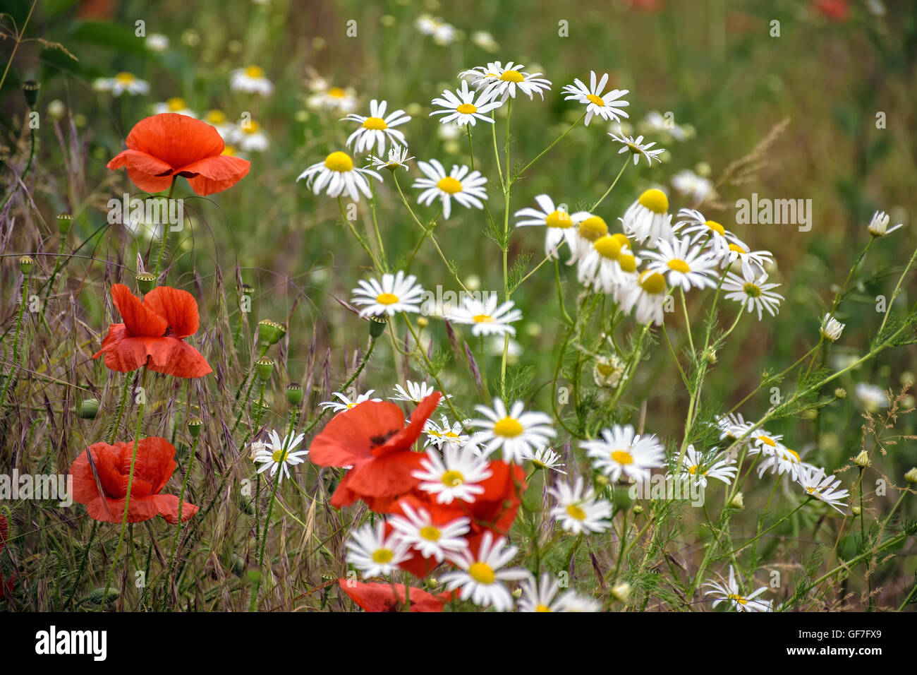 poppy and daisy flowers on the meadow background Stock Photo