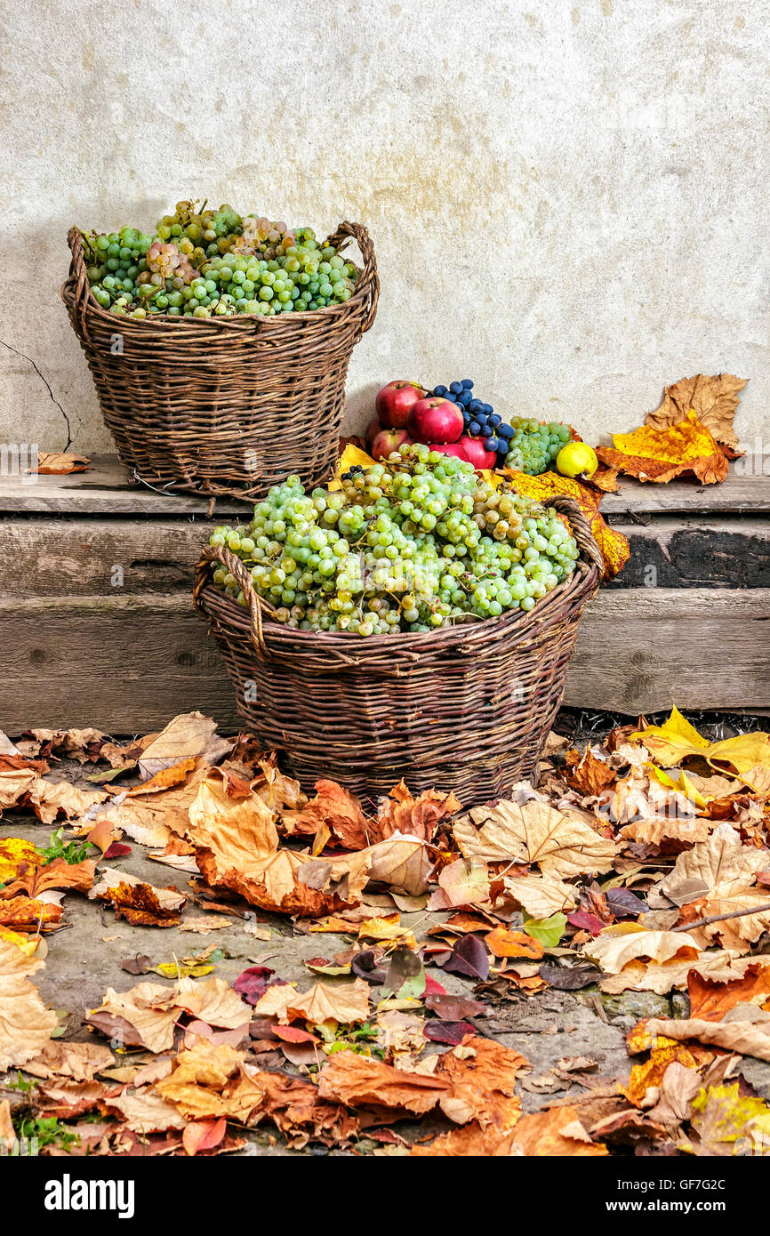 autumnal fruit still life with apples, quince, grapes and leaves on old wall background Stock Photo