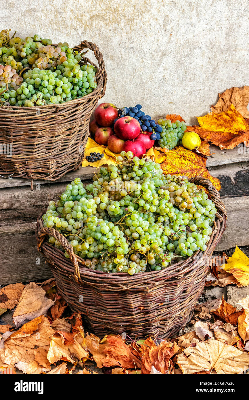 autumnal fruit still life with apples, quince, grapes and leaves on old wall background Stock Photo