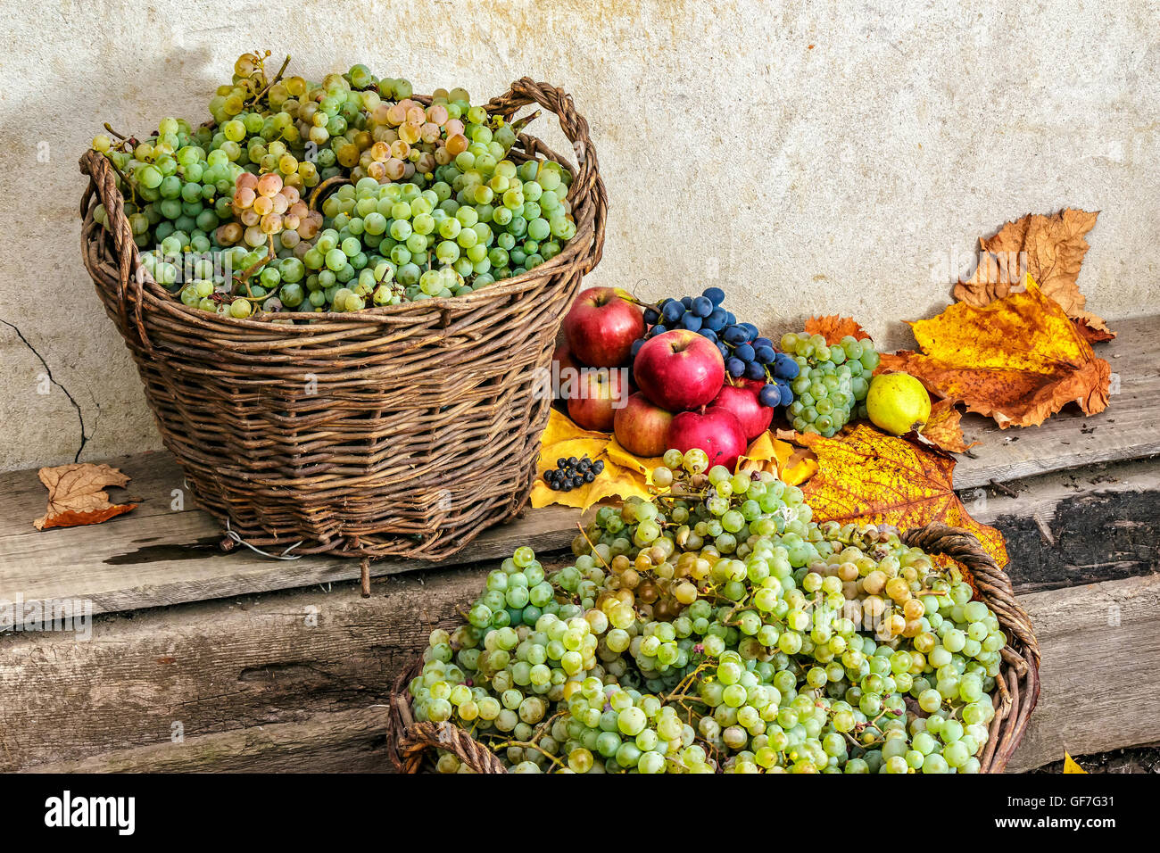 autumnal fruit still life with apples, quince, grapes and leaves on old wall background Stock Photo