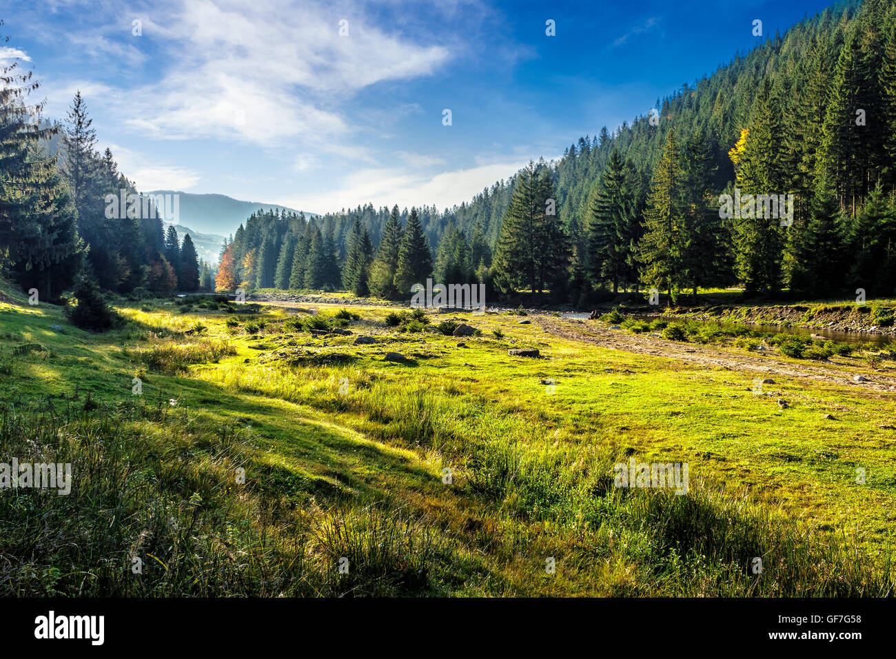 Meadow with coniferous forest hi-res stock photography and images - Alamy