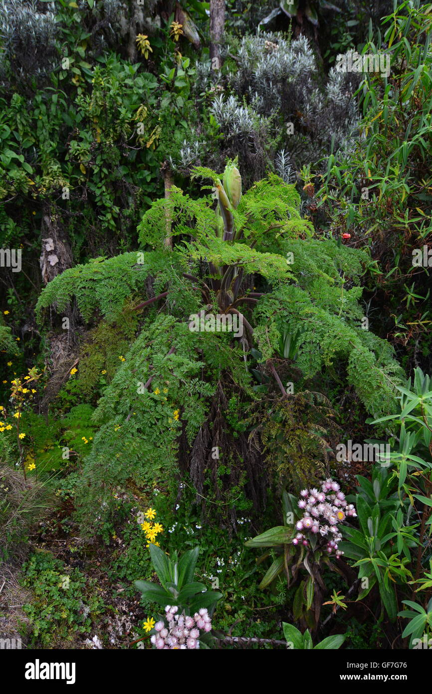 Peucedanum kerstenii along the Kilembe Trail, Rwenzori Mountains National Park. Stock Photo