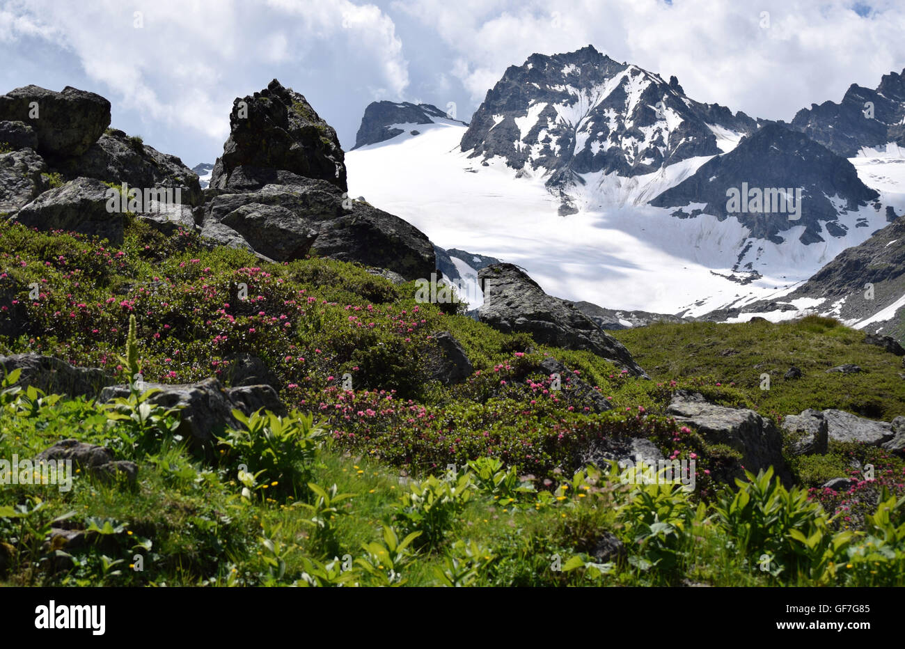 Summer time in the Austrian Alps - A rocky hiking path amongst greenery and flowers with snowy mountains in the b Stock Photo