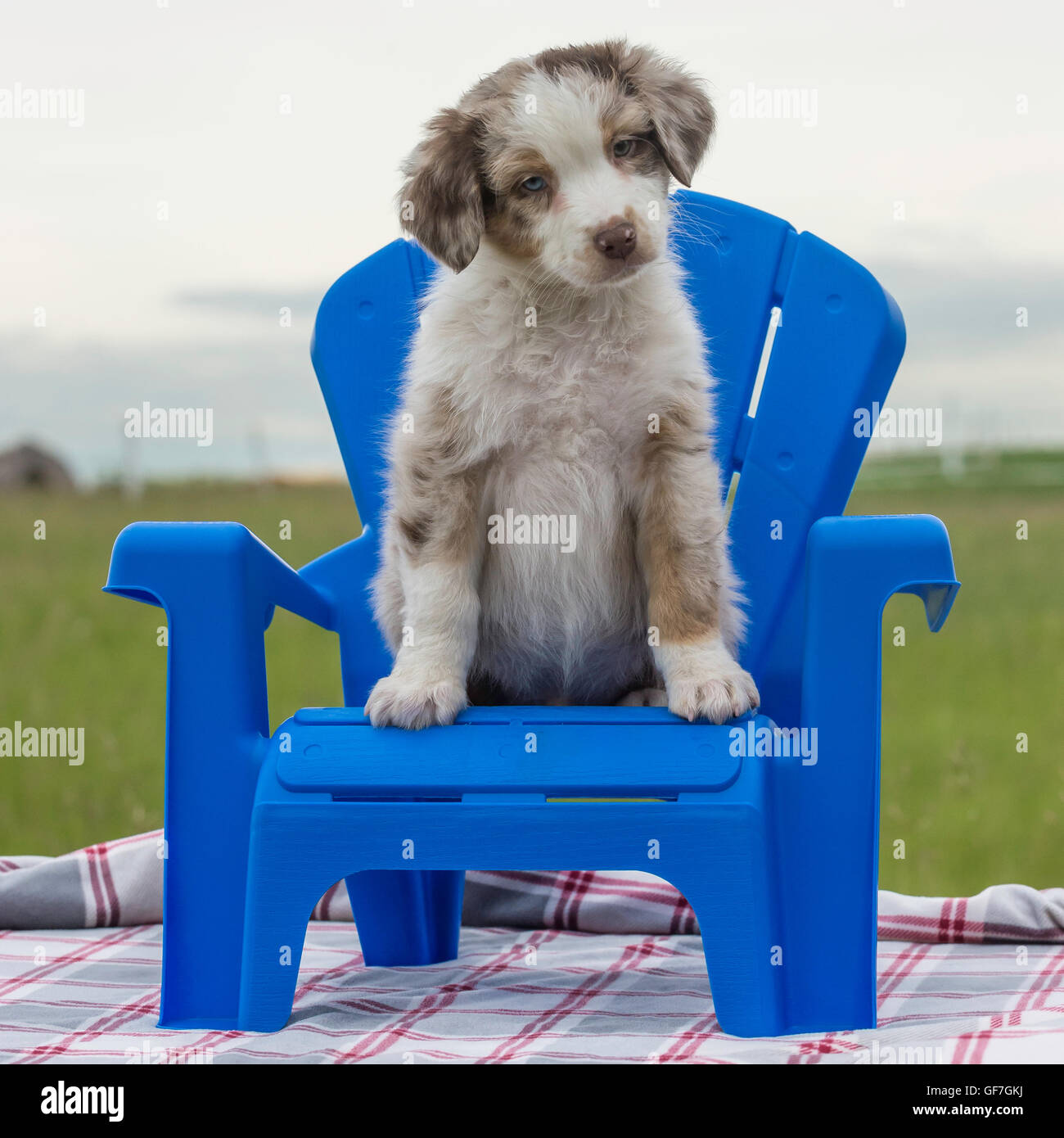 Eight-week-old  Red merle Australian shepherd dog, puppy, sitting in a blue chair Stock Photo