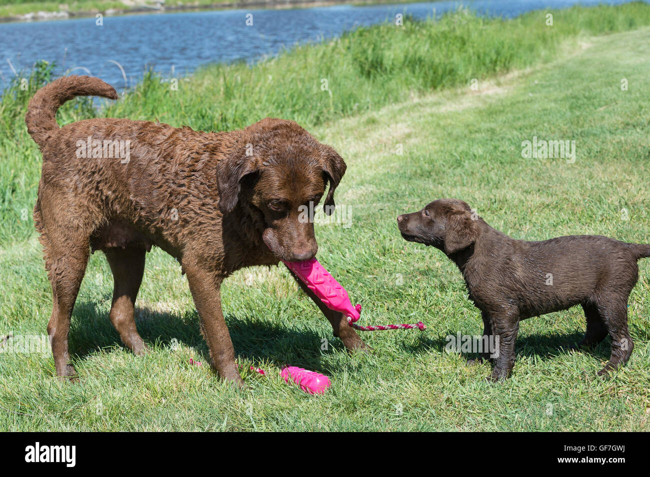 Chesapeake Bay Retriever female Tikka Grand Champion Excellent