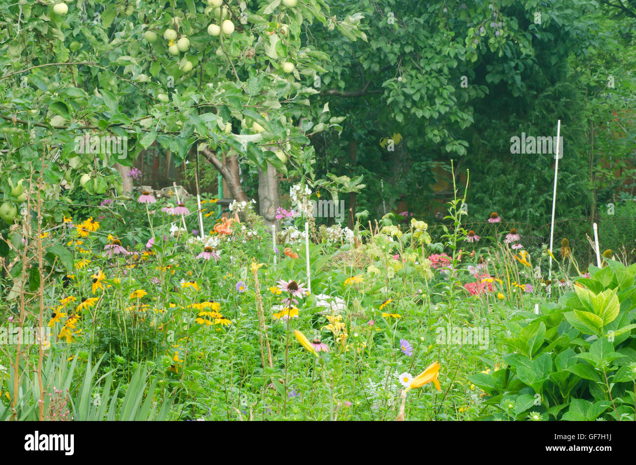 small cottage garden in summer Stock Photo