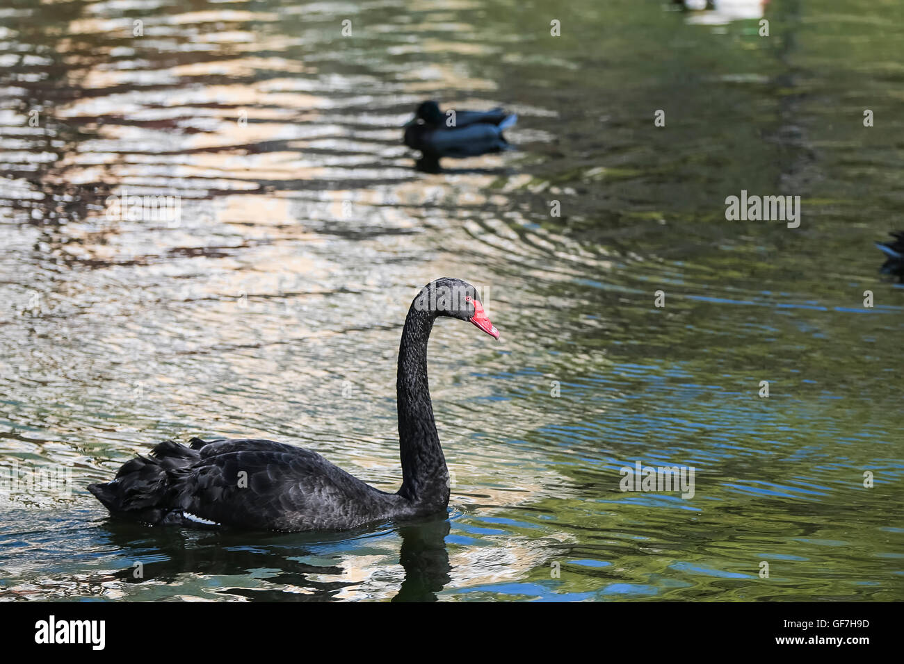 Swans on the lake on a sunny day. Stock Photo