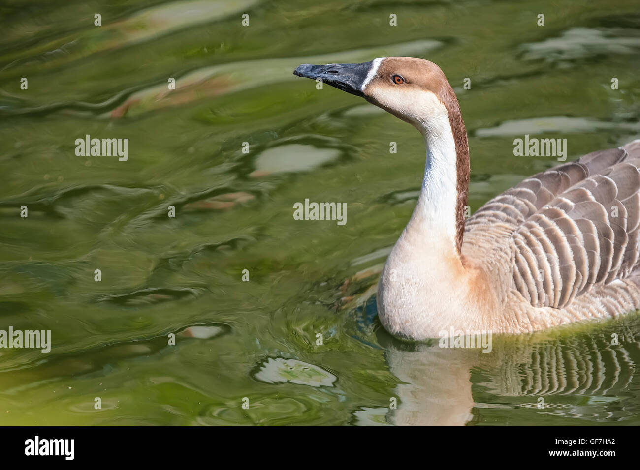 Waterfowl on the lake on a sunny day. Stock Photo