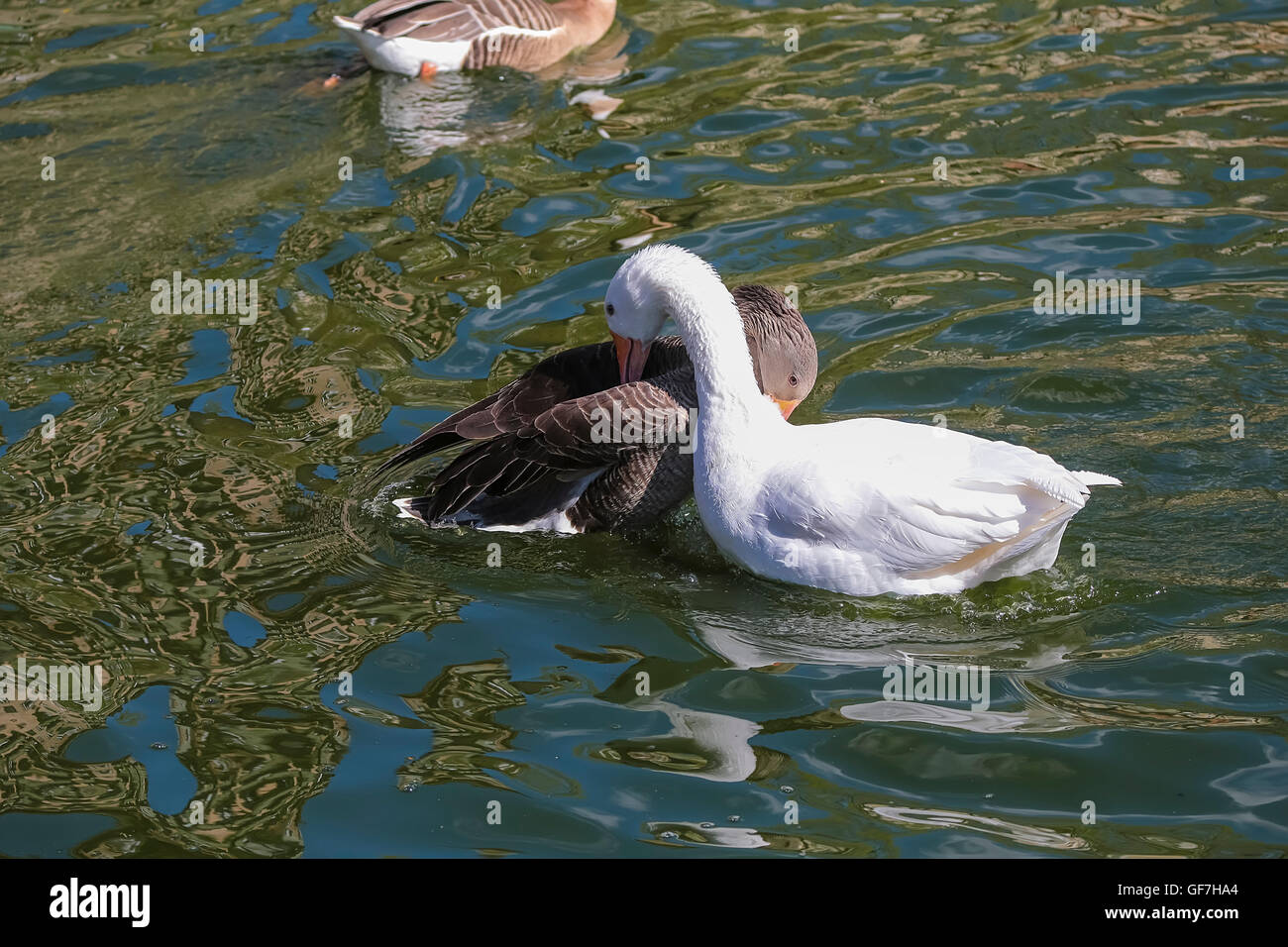 Waterfowl on the lake on a sunny day. Stock Photo