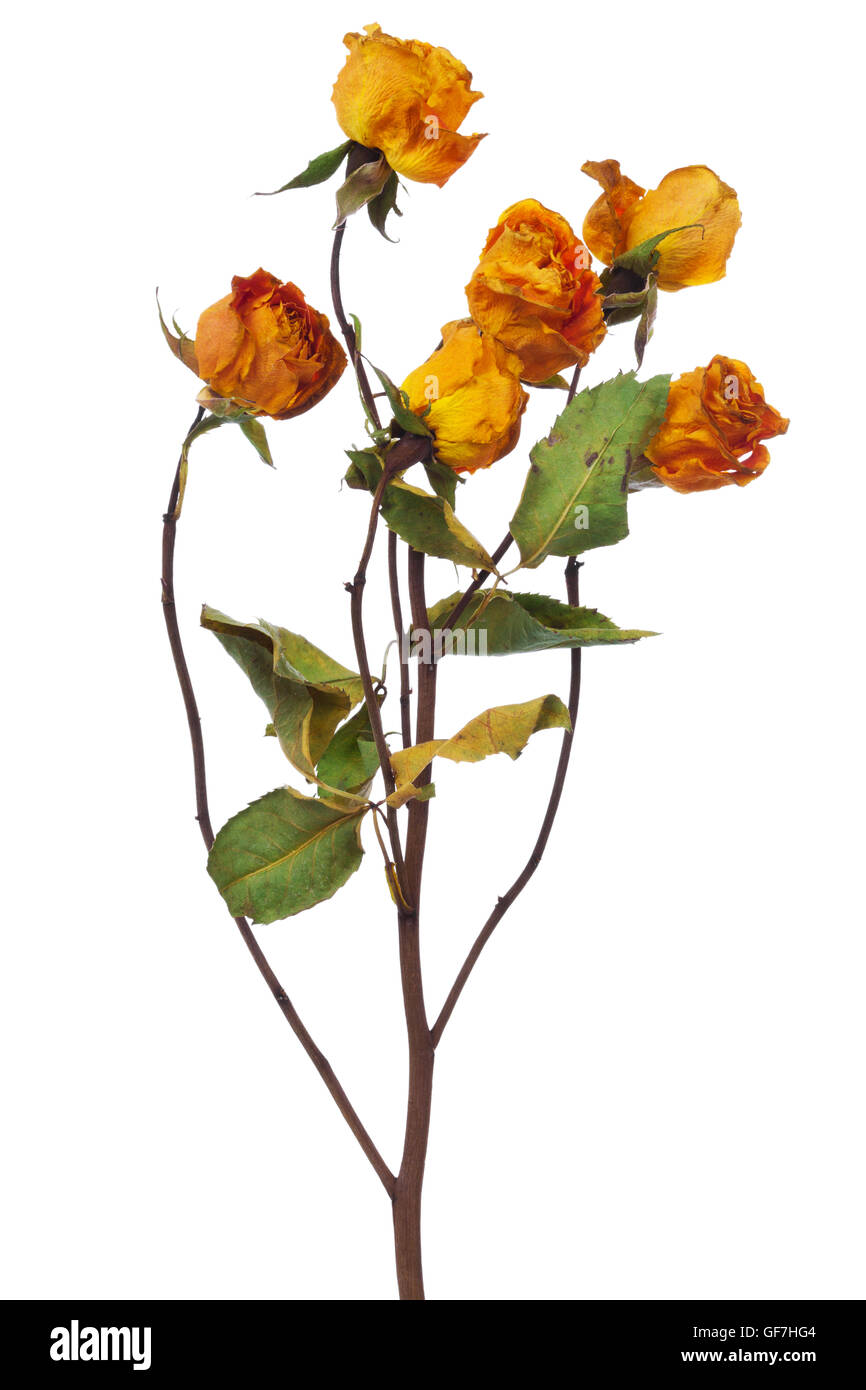 Yellow Dry Roses yellow dry roses on a white background Stock Photo - Alamy