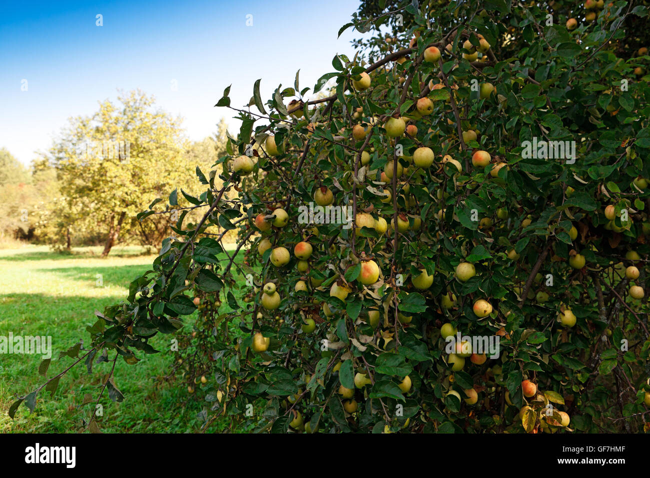 apple tree with fruit in the orchard Stock Photo - Alamy