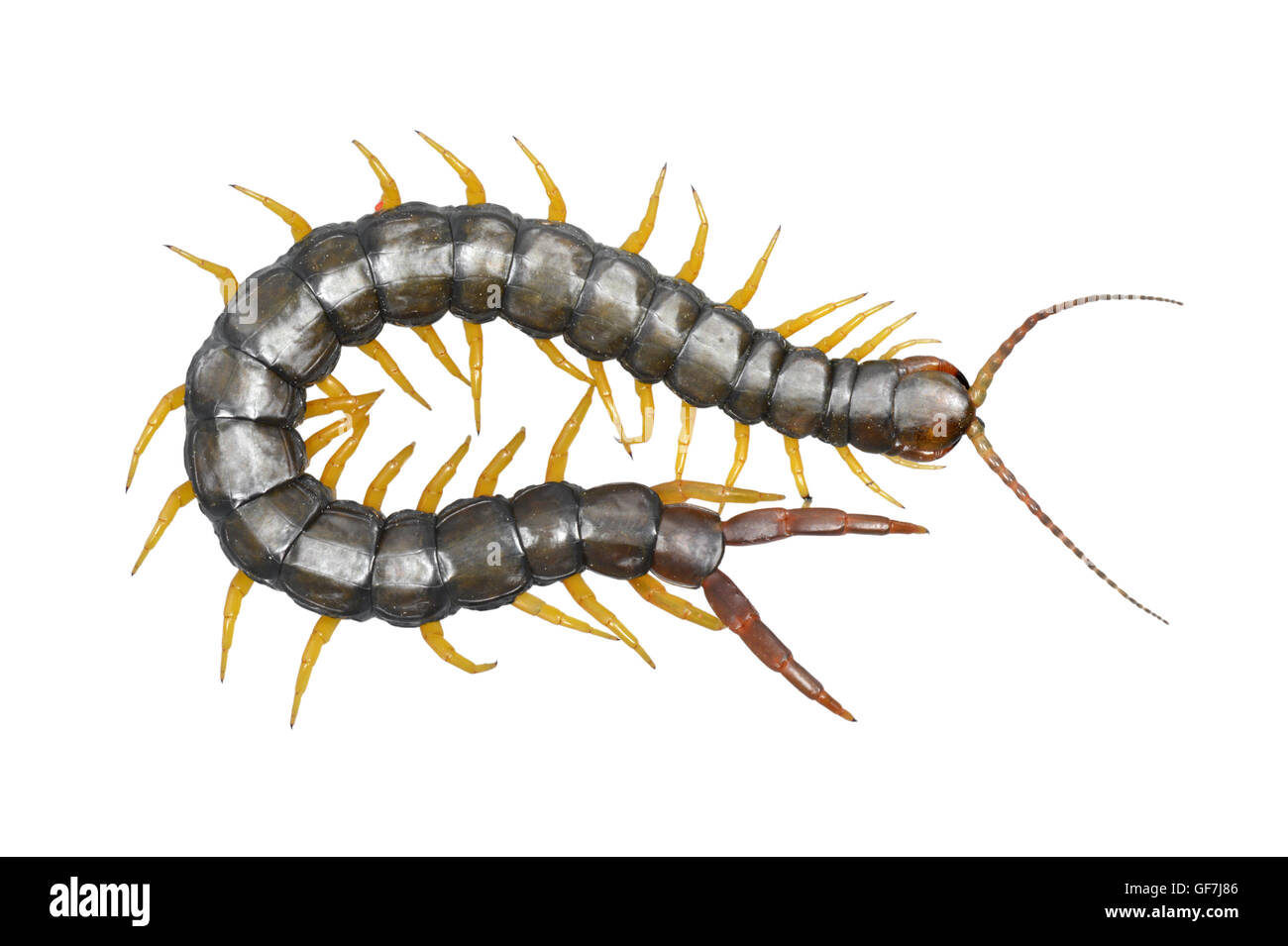 Mediterranean Centipede - Scolopendra cingulata Stock Photo