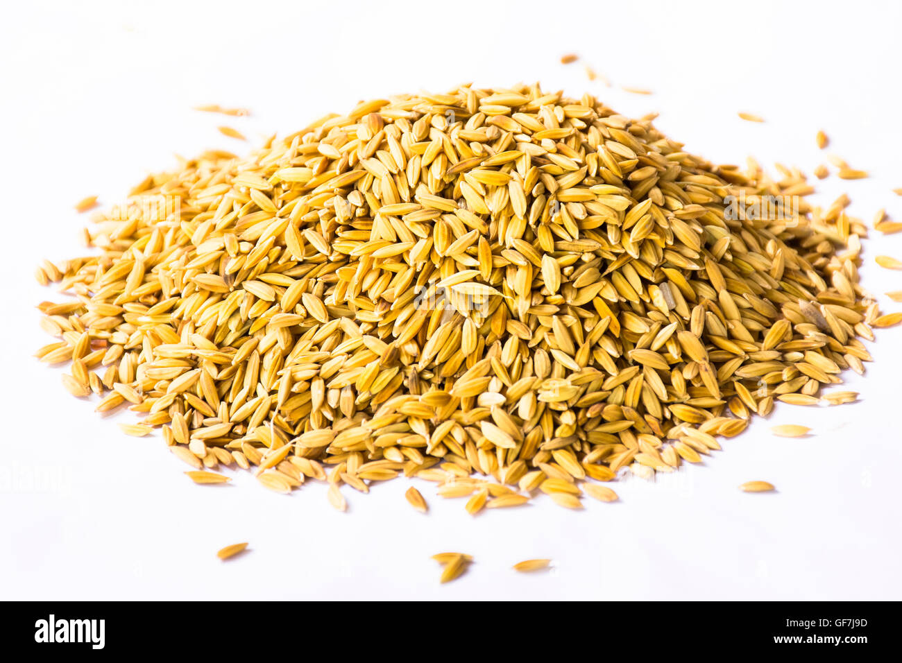 Paddy isolated on white background.Raw food or Rice has not yet been ...