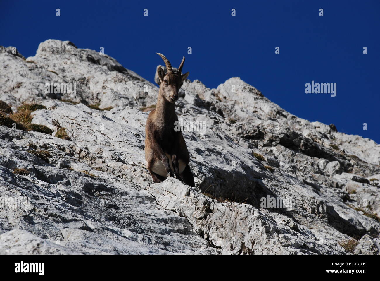 Chamois mountain goat hi-res stock photography and images - Alamy