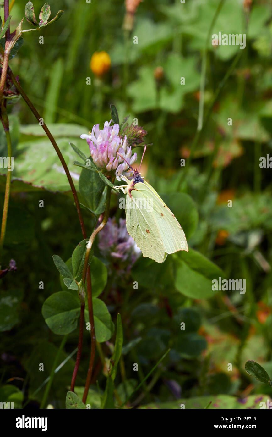 Gonepteryx rhamni, common brimstone butterfly Stock Photo