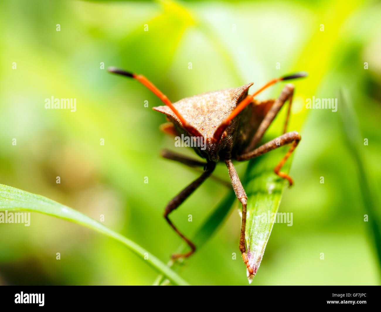 Dock bug  (Coreus marginatus) Stock Photo