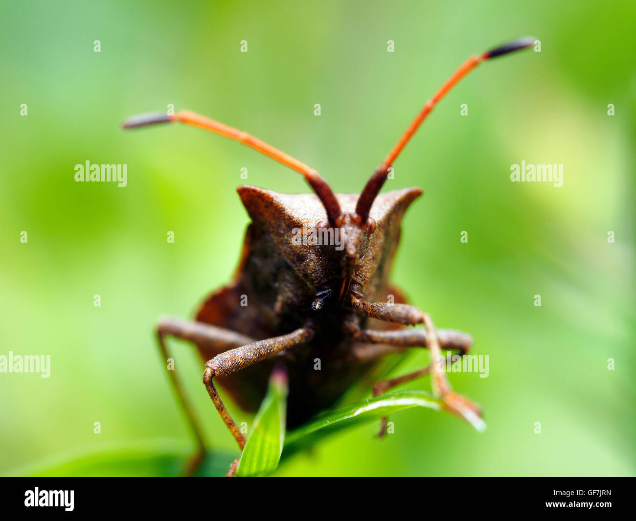 Dock bug  (Coreus marginatus) Stock Photo