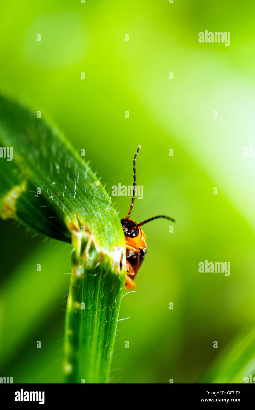 Hogweed Bonking Beetle (Rhagonycha fulva) Stock Photo