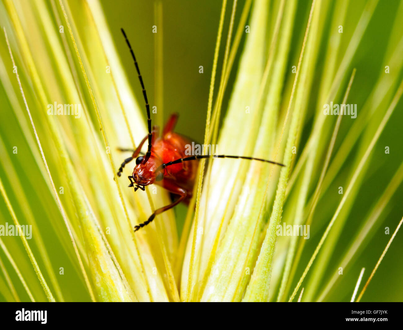 Soldier beetles hires stock photography and images Alamy