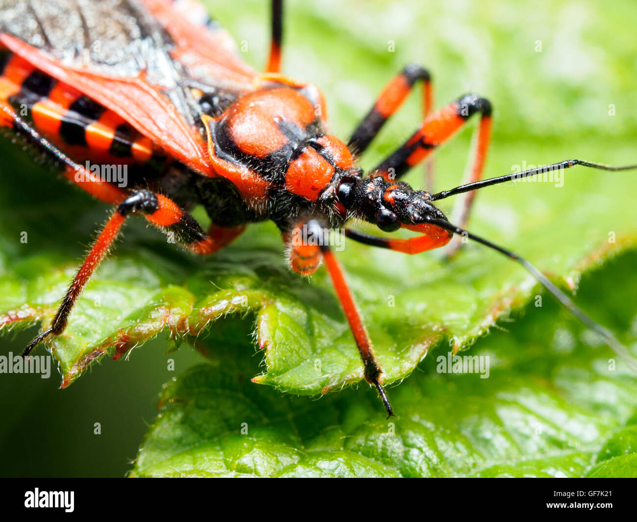 Assassin bug (Rhinocoris iracundus, fam. Reduviidae) Stock Photo