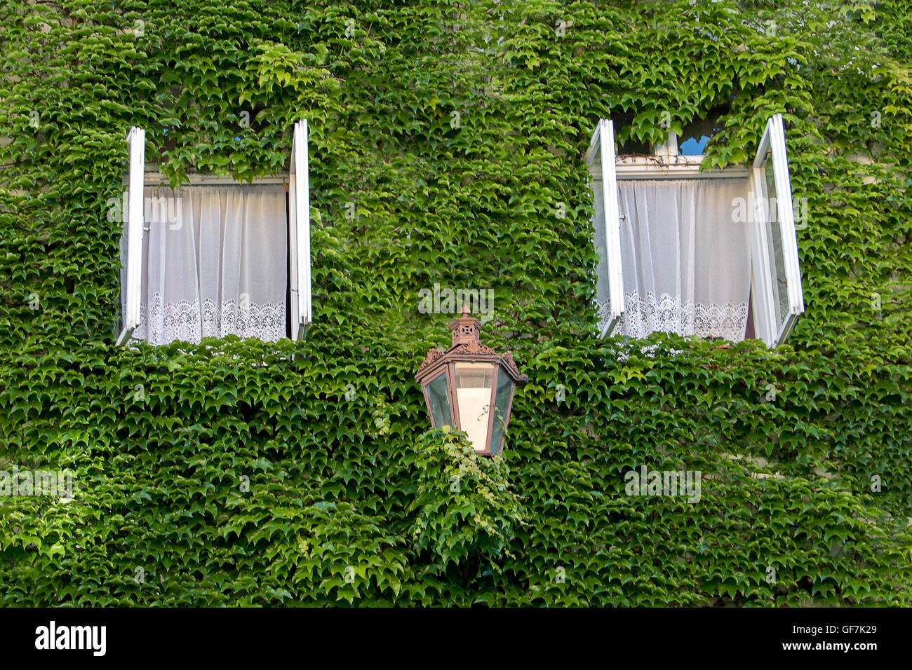 Two open windows with street lamp surrounded by creeping ivy plants