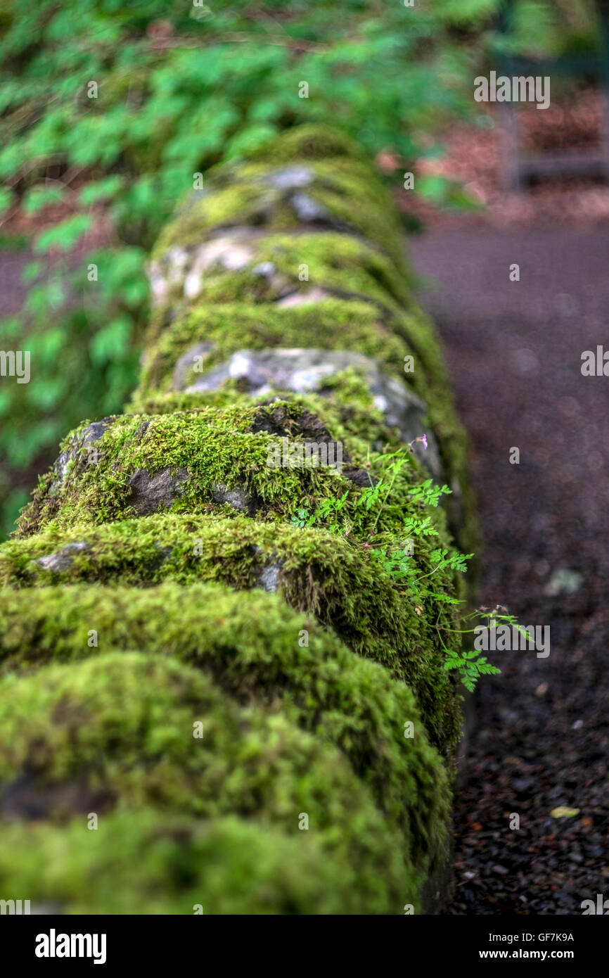 Section of ancient dry stone wall covered in green lichen and moss. Focus in centre giving shallow depth of field with the wall Stock Photo
