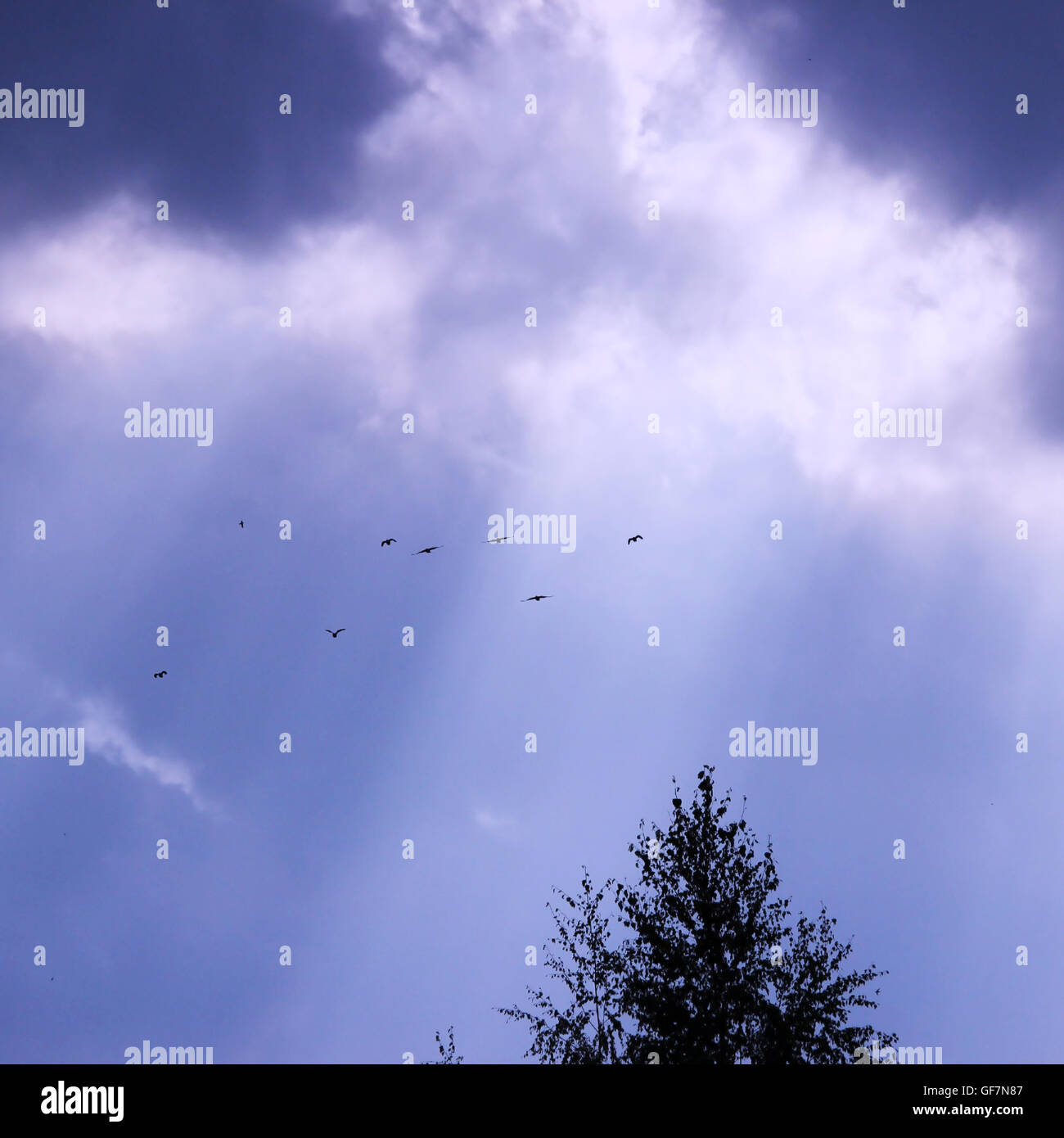 blue sky with big white cumulus clouds and tree with birds Stock Photo ...