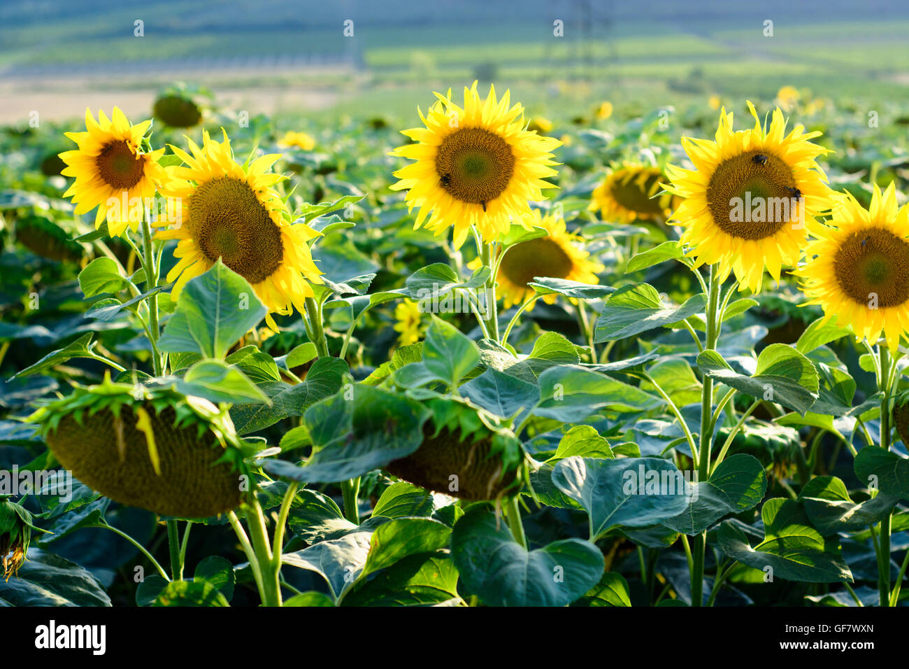 Summer landscape with yellow sunflowers on field Stock Photo - Alamy