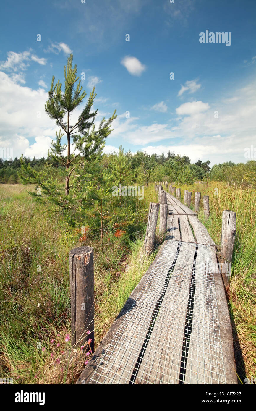 wooden path on marsh in summer, Dwingelderveld, Netherlands Stock Photo