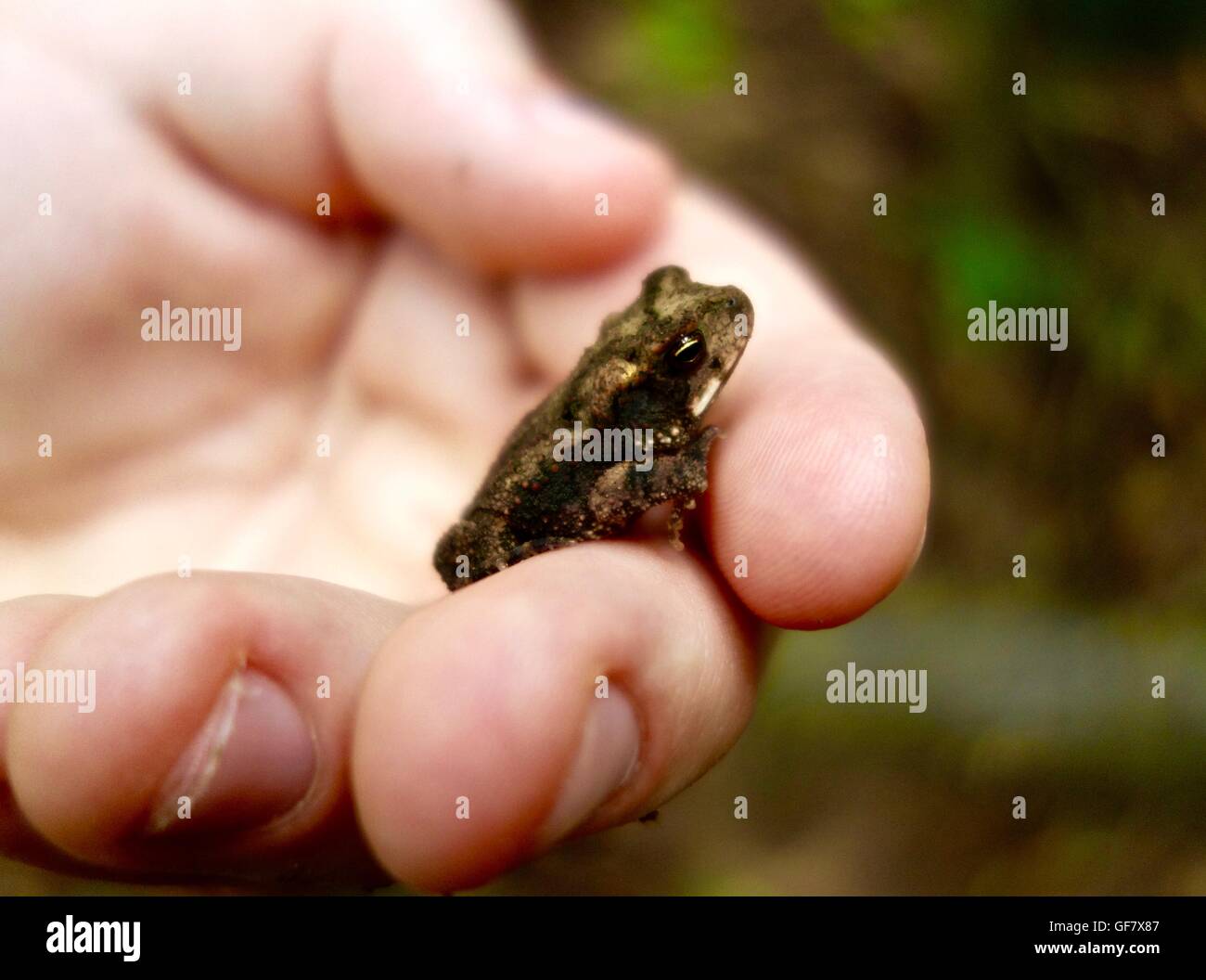 Close up of a tiny brown frog, in a swamp. Stock Photo
