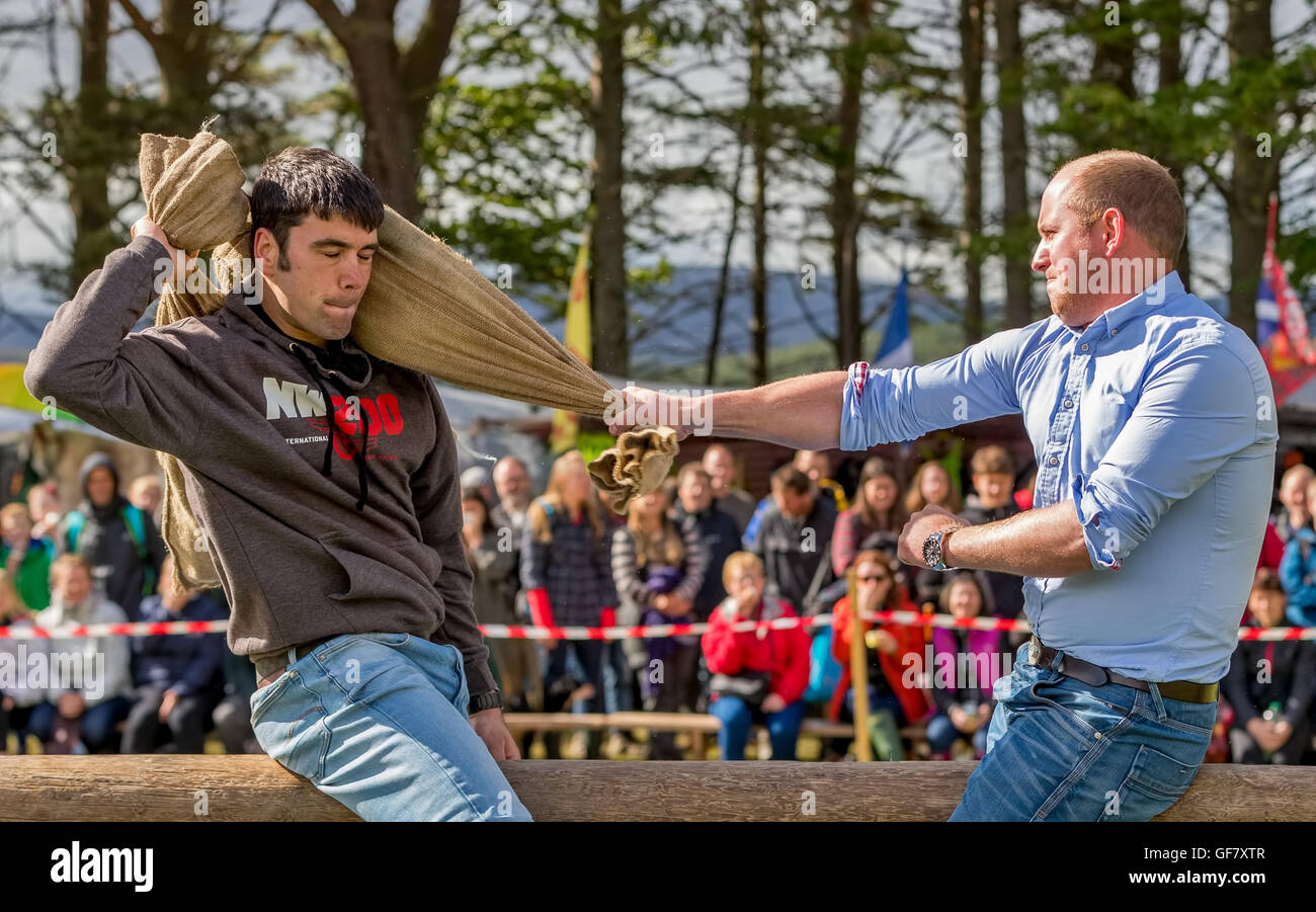 Tomintoul, Moray, Scotland, 16th July 2016. This is the pillow fight contest at the Tomintoul Highland Games, Moray, Scotland. Stock Photo