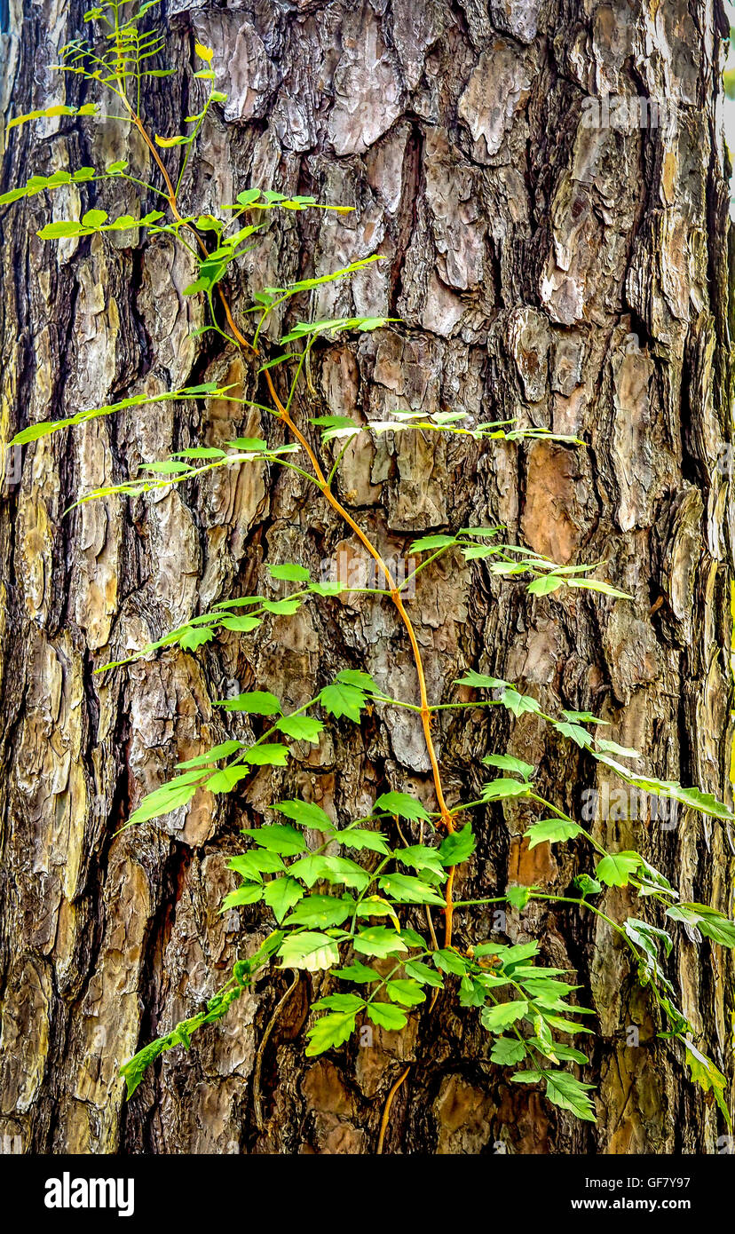 Vine growing on tree Stock Photo Alamy