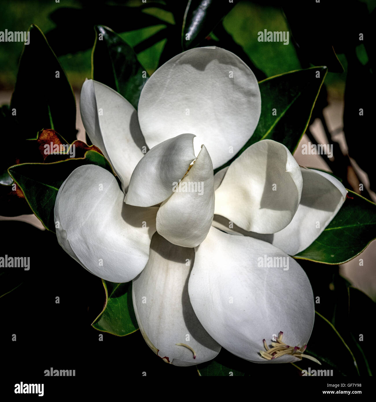 Magnolia Flower Stock Photo