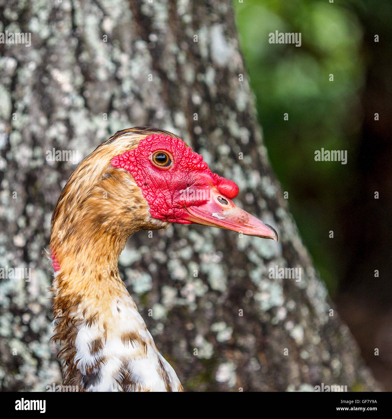 Muscovy Male Duck Portrait Stock Photo