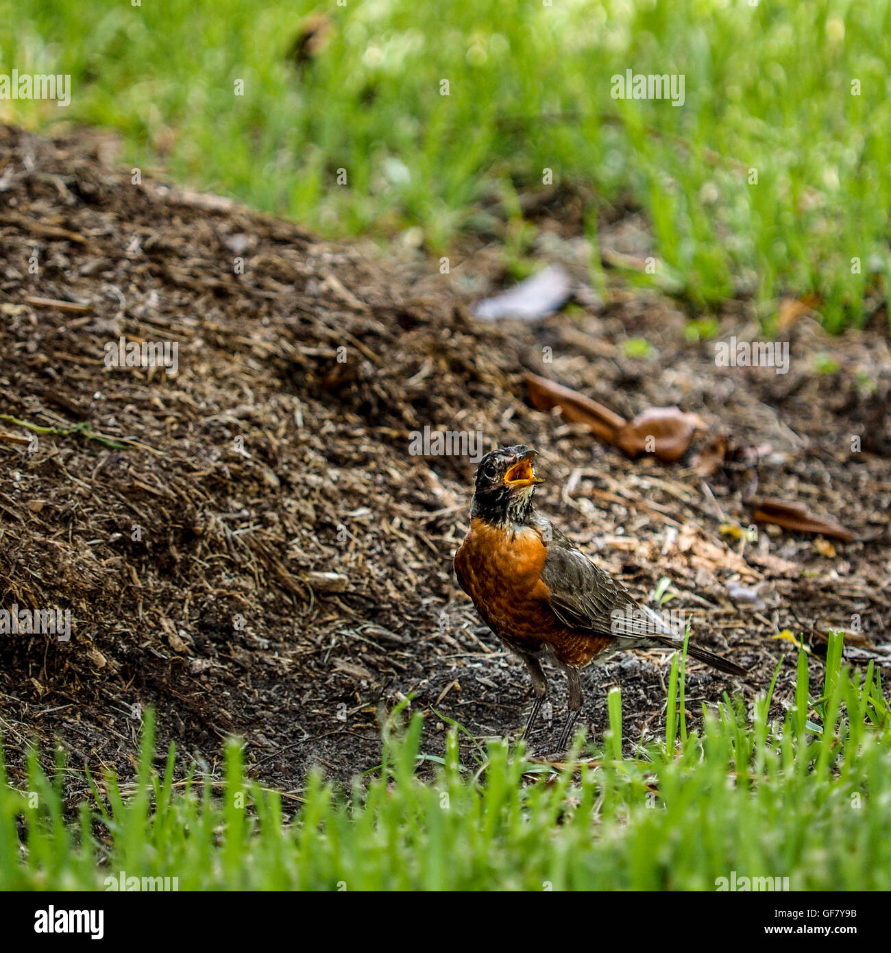 Robin on the ground Stock Photo Alamy