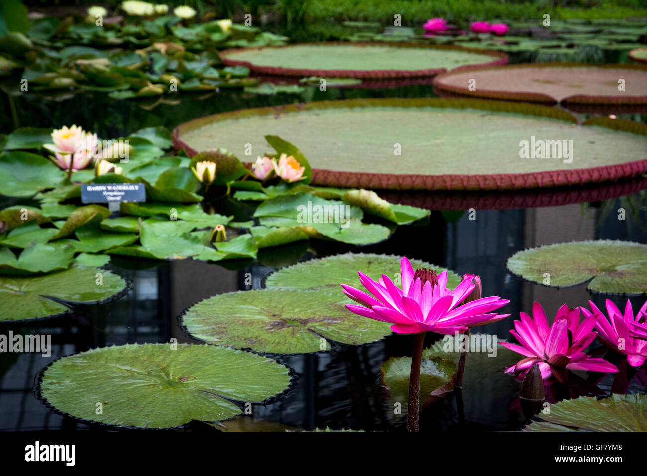 A host of tropical waterlilies, hardy waterlilies, lotuses, and giant