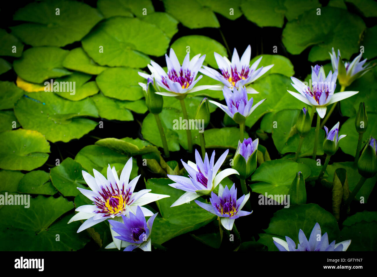 Water lilies, Longwood Gardens, Kennett Square, PA, USA. Stock Photo