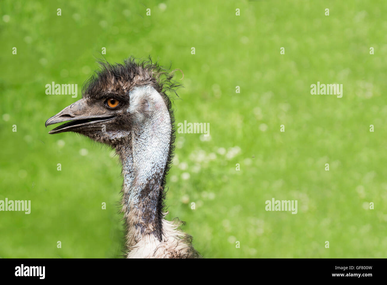 An Emu at the Toronto Zoo, Canada. Stock Photo