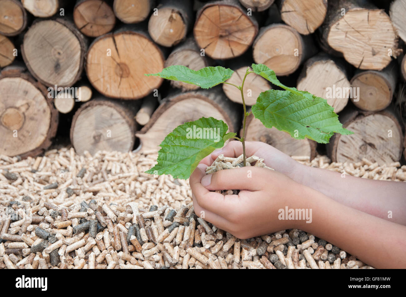 Childs hands protect a young tree  in pellets Stock Photo