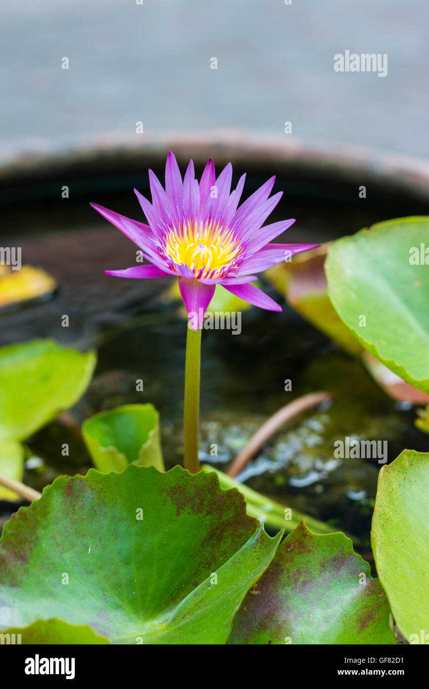 Pink Lotus flower and lotus leaf background Stock Photo - Alamy