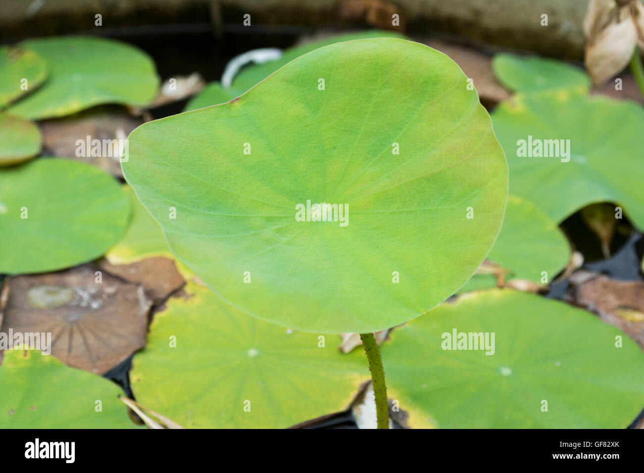 Water on Lotus leaf background Stock Photo - Alamy