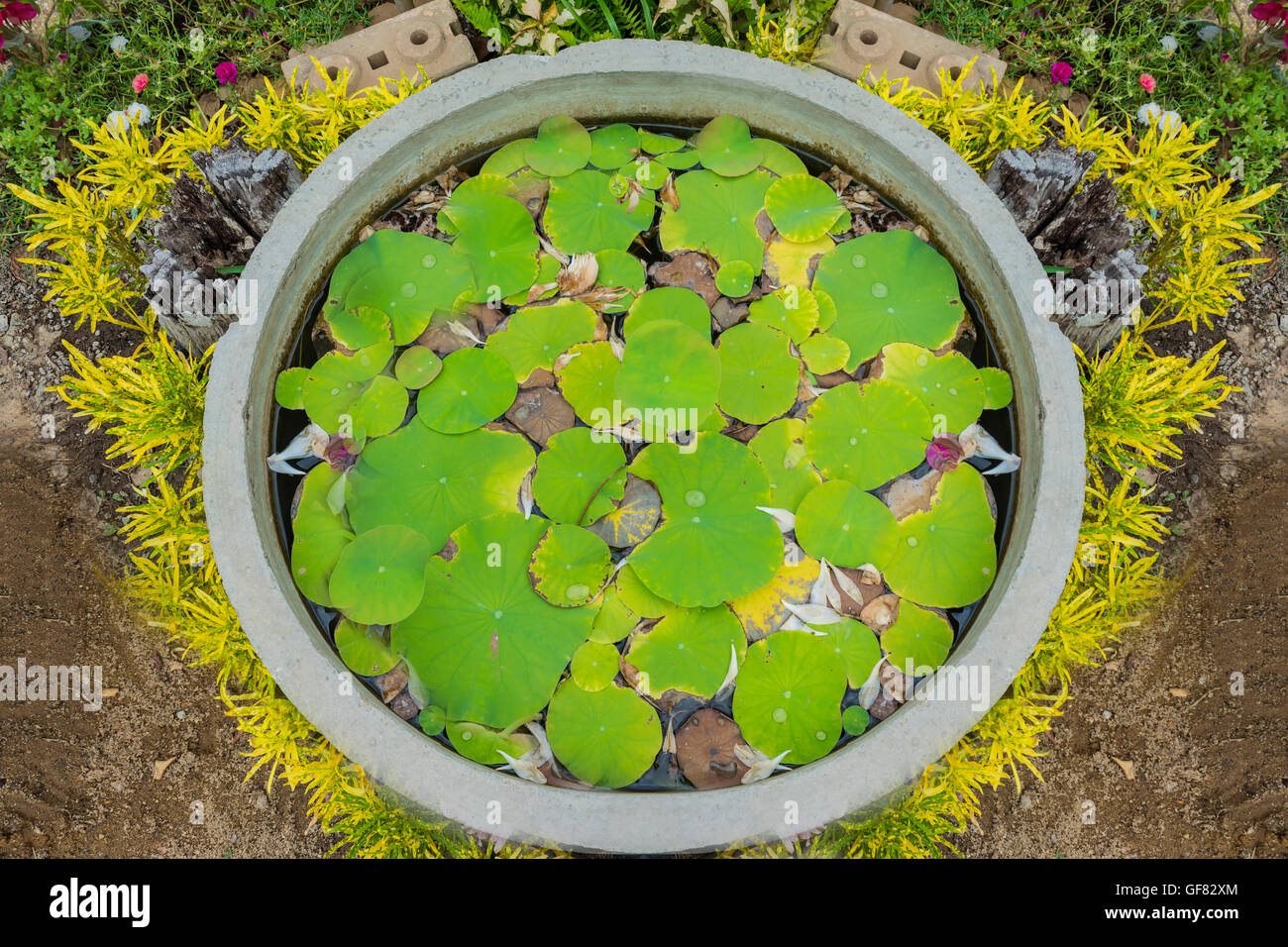 The lotus leaf pond in the garden background Stock Photo - Alamy